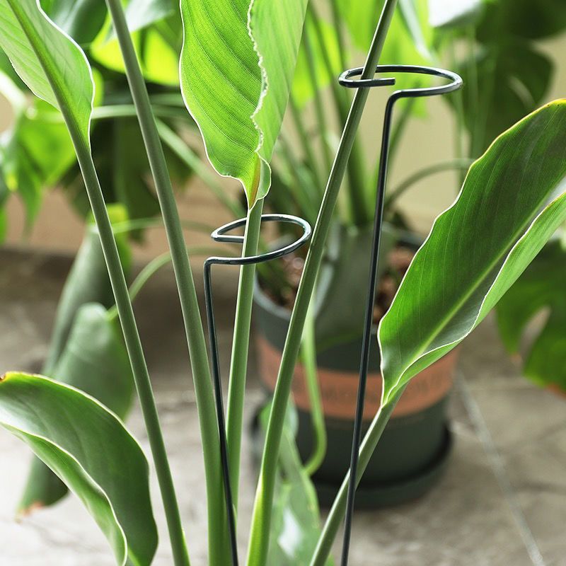 1/10pcs Garden Support Stake R - Gardening Tools For Vines avaliação e preço