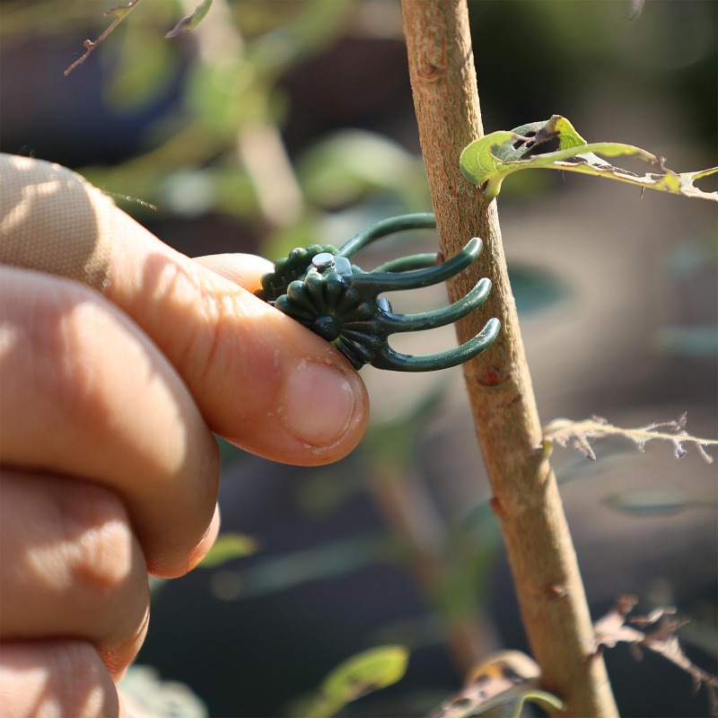 Wholesale Mini Plant Support C - Gardening Tools For Vines avaliação e preço