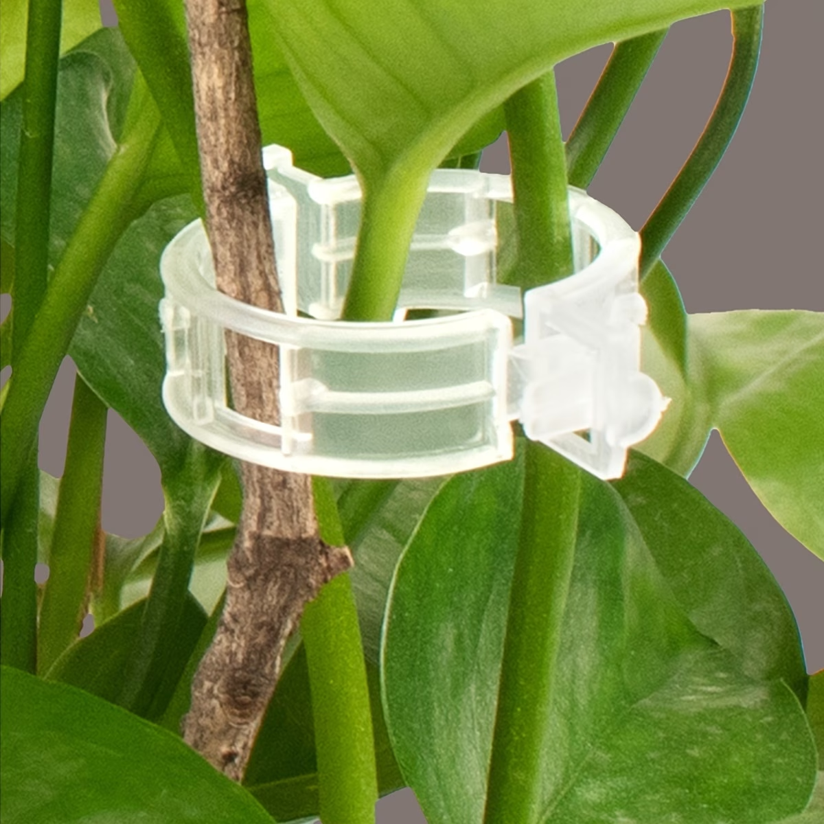 Wholesale Plant Support Clips  - Gardening Tools For Vines avaliação e preço