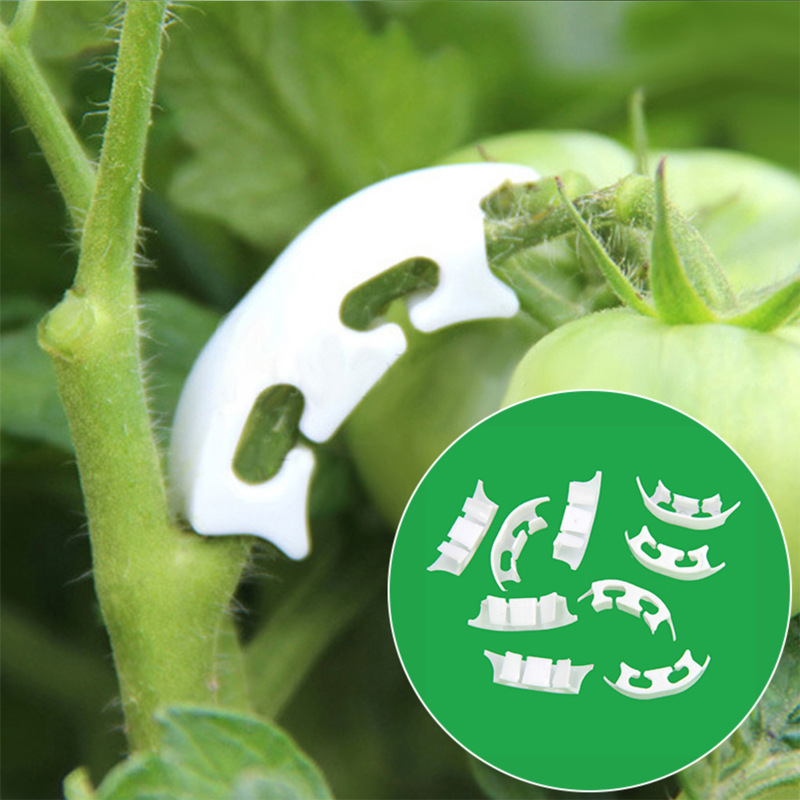 50/100pcs Botany-stem Vine Str - Gardening Tools For Vines avaliação e preço