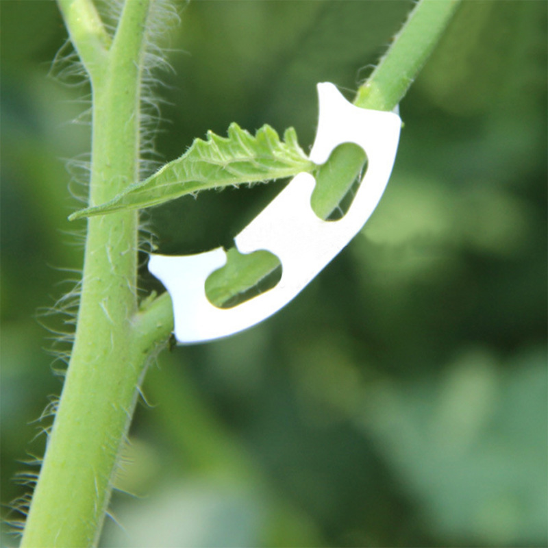 50/100pcs Botany-stem Vine Str - Gardening Tools For Vines avaliação e preço